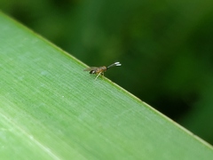 Anagyrus