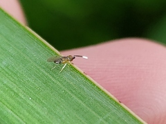 Anagyrus