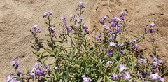 Matthiola tricuspidata