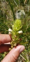 Castilleja rubicundula