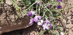 Matthiola tricuspidata