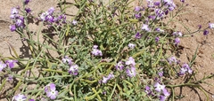 Matthiola tricuspidata