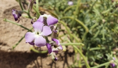 Matthiola tricuspidata