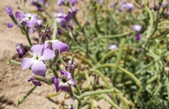 Matthiola tricuspidata