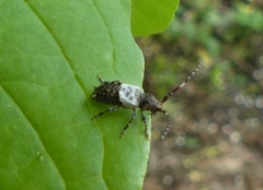 Pogonocherus hispidulus