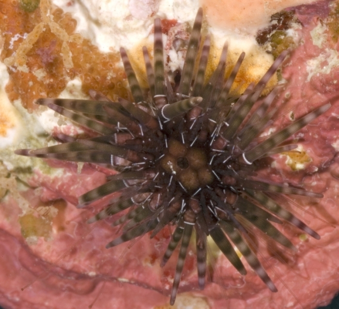 Parasaleniidae