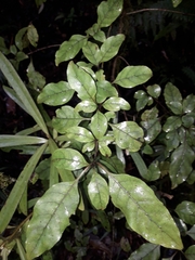 Coprosma tenuifolia