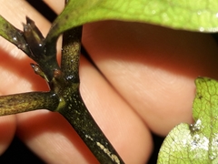 Coprosma tenuifolia