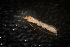 Leptocroca sanguinolenta