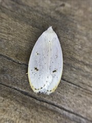 Durrantia piperatella