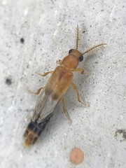 Distremocephalus texanus