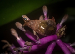 Stanisicarion freycineti