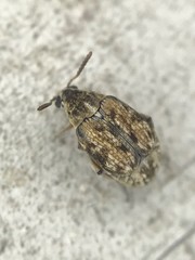 Algarobius bottimeri