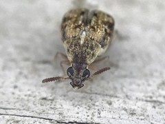 Algarobius bottimeri