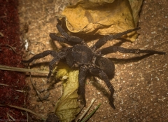 Seqocrypta jakara