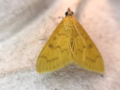 Psara obscuralis