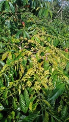 Coffea canephora
