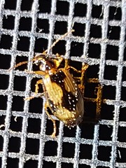Lebia fuscata