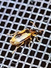 Lebia fuscata