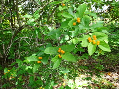Lonicera chrysantha