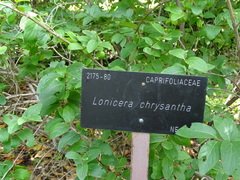 Lonicera chrysantha