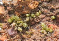 Gemmabryum
