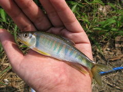 Opsariichthys evolans