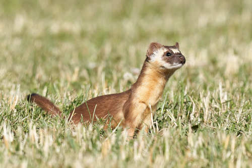 Long-tailed Weasel photographed in Nevada