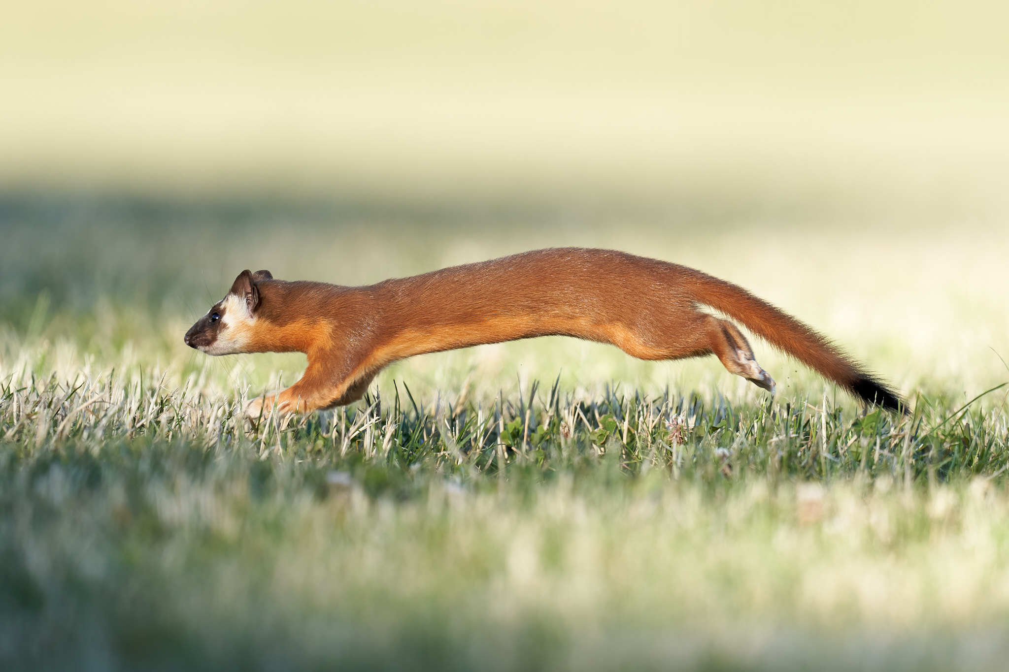 long tailed weasel interesting profile facts, its history, lifespan, traits, temperament, fur, habitat, breeding, speed, range, diet, health, adaptation, predators, Gestation, threats, litter, prey, ecological role