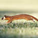 Long-tailed Weasel - Photo (c) benjchristensen, some rights reserved (CC BY)