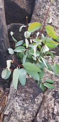 Eucalyptus pauciflora pauciflora