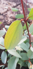 Eucalyptus pauciflora pauciflora