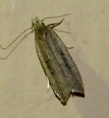 Dichomeris bipunctellus