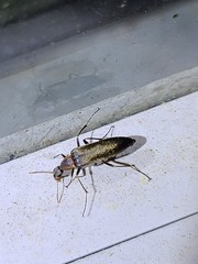 Cephaloon lepturides