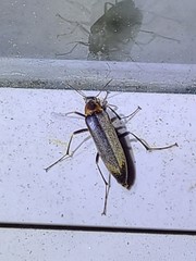 Cephaloon lepturides