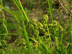 Cyperus pseudovegetus