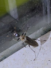 Cephaloon lepturides