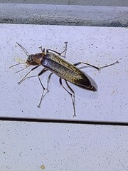 Cephaloon lepturides