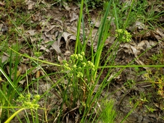 Cyperus pseudovegetus