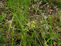 Cyperus pseudovegetus