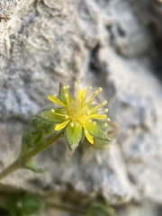 Ivesia jaegeri