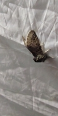 Furcula aeruginosa