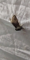 Furcula aeruginosa