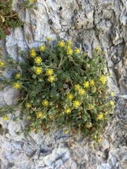 Ivesia jaegeri