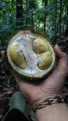 Durio lowianus