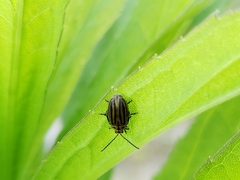 Ophraella sexvittata