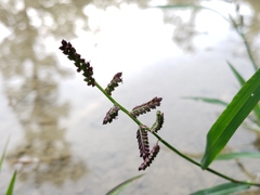 Capim-arroz (Echinochloa colona)