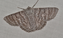 Crypsiphona tasmanica