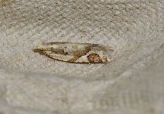 Euphona euphona