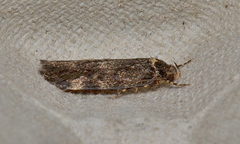 Barea codrella